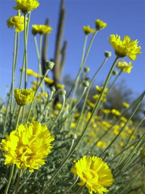 Common Arizona wildflowers: What to look for when the desert blooms