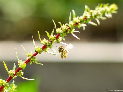 abeille | Plants, Garden, Nicolas