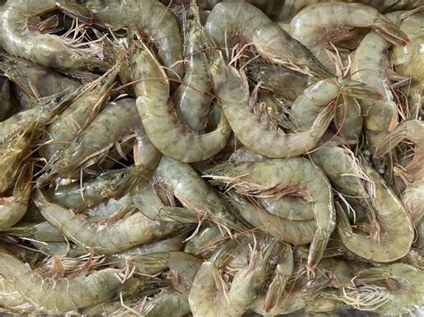 The Types of Whiteleg Shrimp Disease - fish-hobbyist