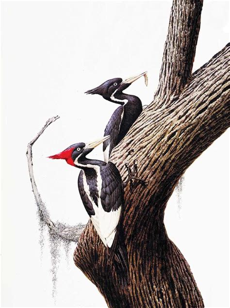 "Ivory Billed Woodpecker" - 22" x 30" "Ivory Billed Woodpecker" - Birds ...