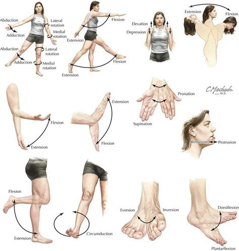 Anatomical Movements Human Body Anatomy, Muscle Anatomy, Medicine Student, Sports Medicine ...