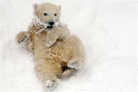 Funny wallpapers|HD wallpapers: polar bear cubs in the snow