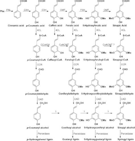 Figure 1 from Lignin and fiber digestion. | Semantic Scholar