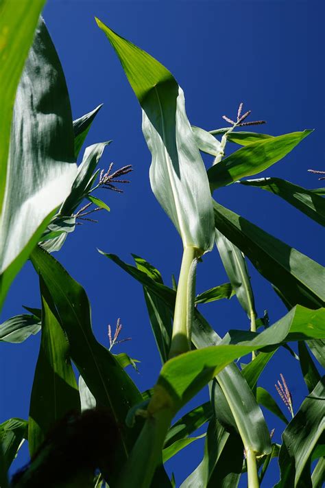Online crop | HD wallpaper: corn, plant, green, sky, quantities, field, harvest, summer ...