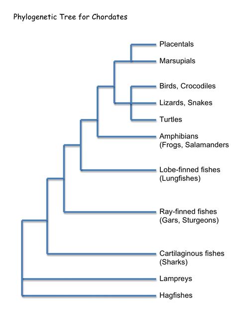 Simple Phylogenetic Tree Of Animals