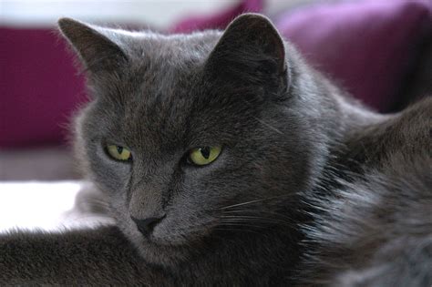 russian blue cat free image | Peakpx