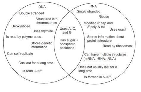 What are the similarities and differences of DNA and RNA? - Brainly.ph