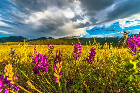 Where to Find Colorful Colorado Wildflowers | Insider Families