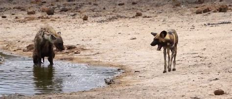 Lone hyena vs massive pack of wild dogs