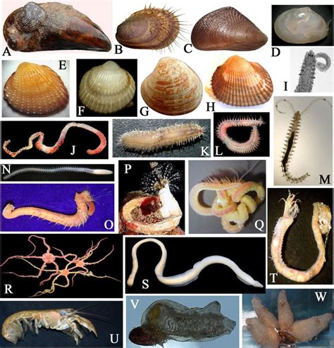 Some characteristic species in Mytilus galloprovincialis biocoenotic ...