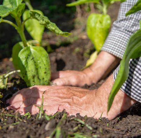 ECO-FRIENDLY GARDENING PRACTICES - Mommy Moment