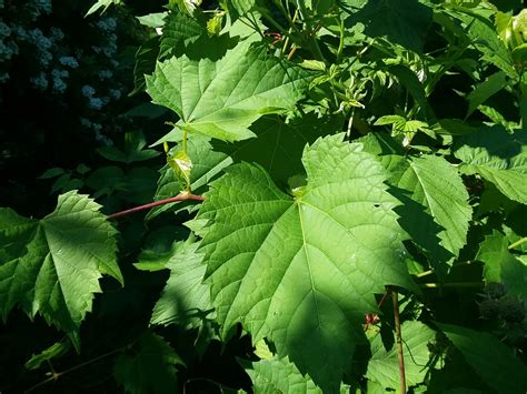 Harvesting and Using Wild Grape Leaves - The Sacred Hearth