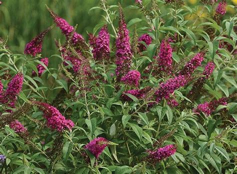 Butterfly Bush Seeds and Plants - Perennial Flowers - Burpee