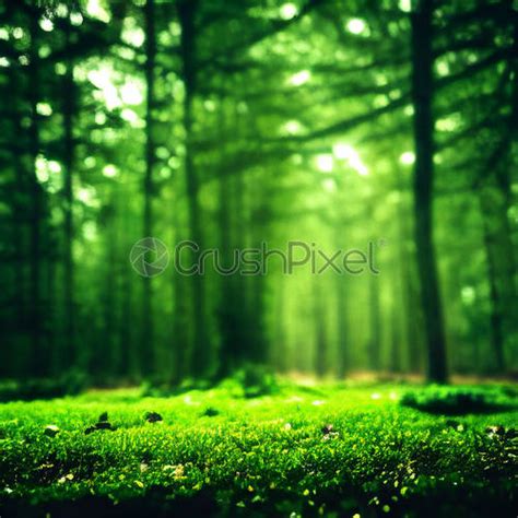 Beautiful green forest at sunrise - stock photo 5389380 | Crushpixel