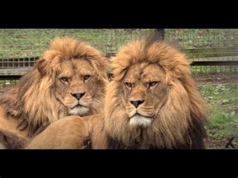 Barbary Lion Vs African Lion Size