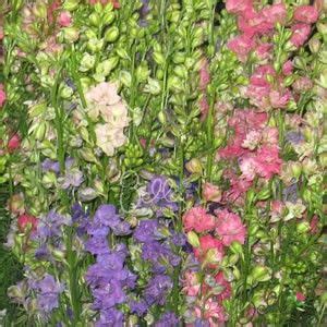 Our Assorted Colors Larkspur flowers are a great filler to accent ...