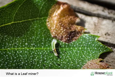 Leaf Miners: What Are They And How Do You Control Them?