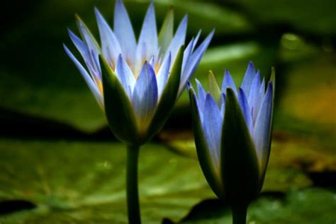 Egyptian Blue Lotus Flower Meaning | Best Flower Site