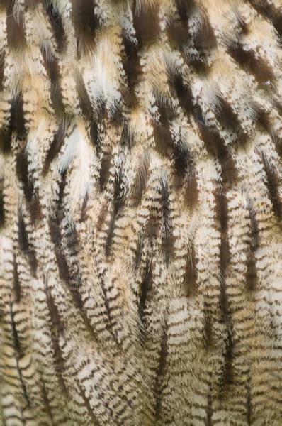 Owl feathers — Stock Photo © arievdwolde #2927221