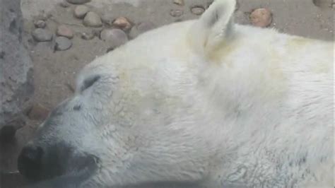 The Snoring Polar Bear at the Denver Zoo - YouTube