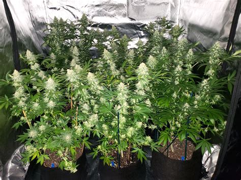 Which LED Grow Lights Are Best for Growing Cannabis? | Grow Weed Easy