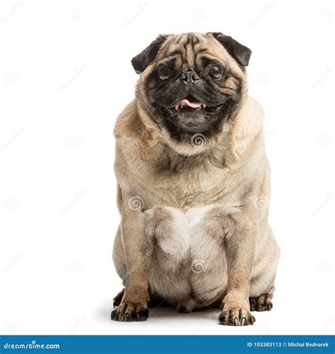 Portrait of a Happy Smiling Pug Dog Stock Image - Image of happy, humor ...