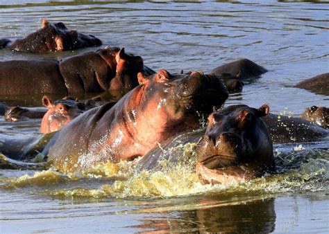 Free stock photo of hippopotamus, hippos, safari
