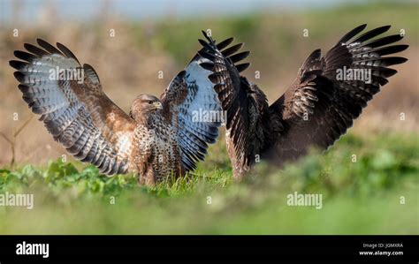 British buzzards hi-res stock photography and images - Alamy