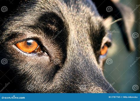 Shiny dog stock image. Image of look, cute, shiny, watch - 2787765