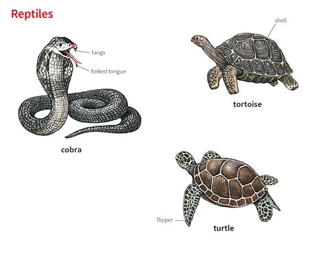 reptile noun - Definition, pictures, pronunciation and usage notes ...