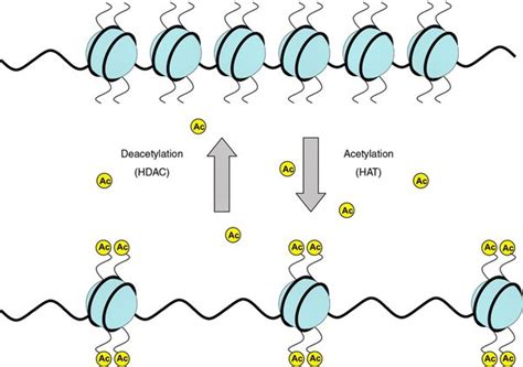 Histone Structure