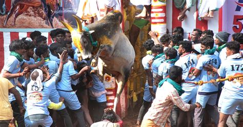 Jallikattu: Alanganallur redefines grandeur