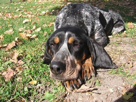 Everything about your Bluetick Coonhound - LUV My dogs