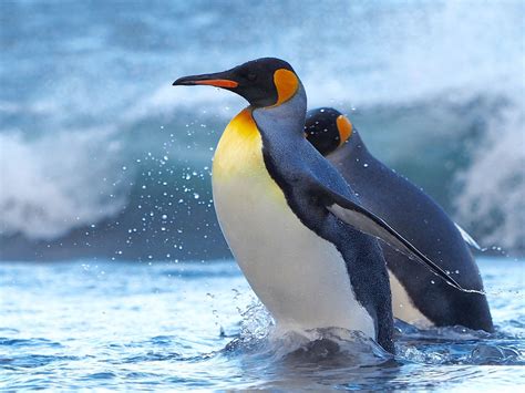 King penguin – Australian Antarctic Program