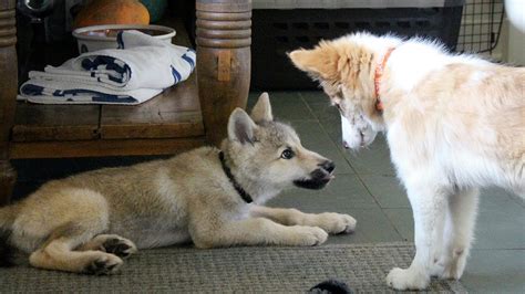 Baby Wolf and Border Collie Play Date - YouTube