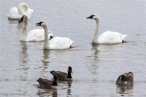 Tundra Swan Migration 2017 — Christine Croucher