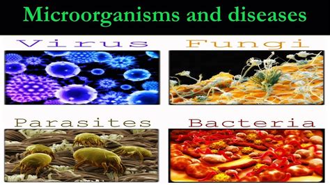 DISEASES CAUSE BY MICROORGANISM - YouTube