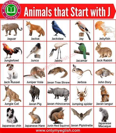 Animals that Start with J | Animals beginning with J » Onlymyenglish.com