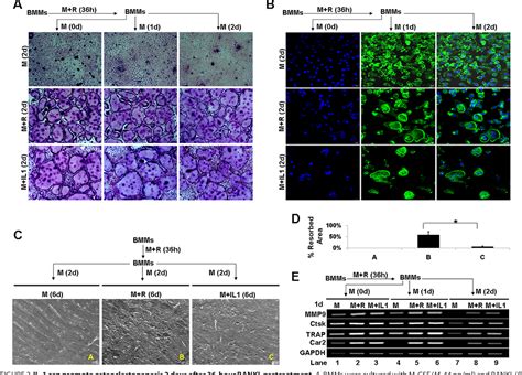 interleukin-1-mediated signaling pathway | Semantic Scholar