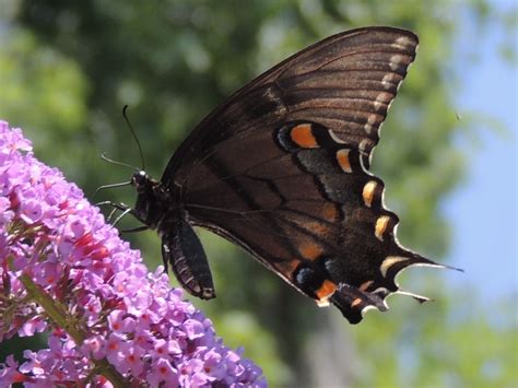 Steve's Birds: Dark Form Eastern Tiger Swallowtail, 7/15/13 Milford garden