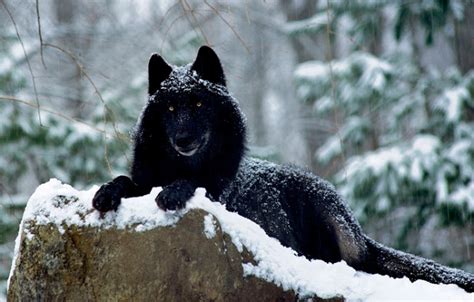 White Wolf : Scientists Say The "Black Wolves" Are Actually Earliest ...