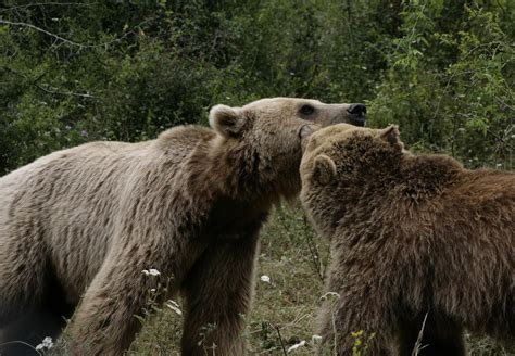 Social Interactions of Our Wild Animals - FOUR PAWS International - Animal Welfare Organisation