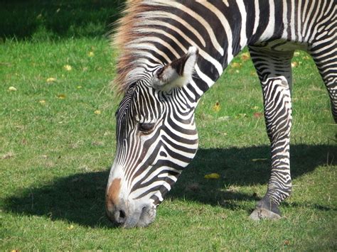 Zebra-Toronto Zoo | Zebra, Toronto zoo, Zoo