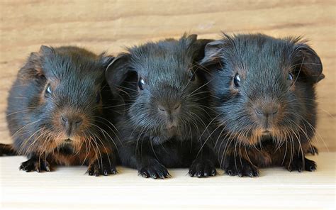 Can Guinea Pigs Run In Balls Or Exercise Wheels Safely?