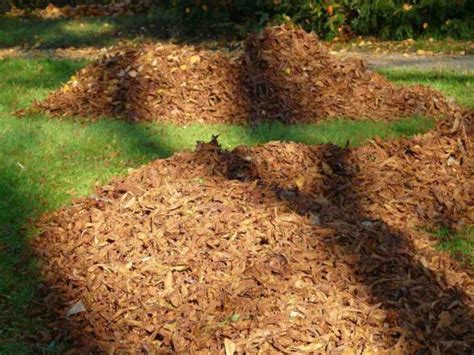 Where to Find Free Mulch