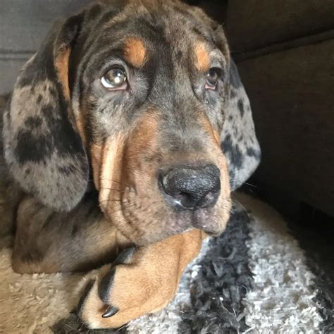 Top 8 Adorable Bloodhound Mixes: Choose Your Bloodhound Mixed Breed