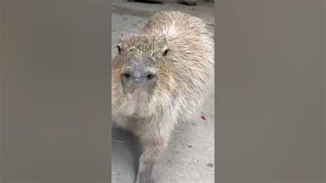 Capybara’s evolution result - YouTube