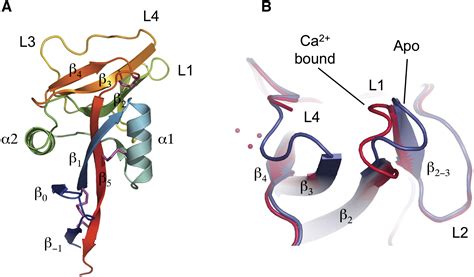 Structural Changes in the Lectin Domain of CD23, the Low-Affinity IgE Receptor, upon Calcium ...