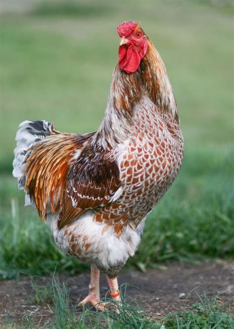 Blue Laced Red Wyandotte | Blue laced red wyandotte, Chicken breeds ...