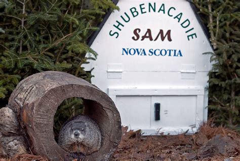 Shubenacadie Sam / What Will Shubenacadie Sam See More Winter Early Spring Blog Magic 94 9 ...